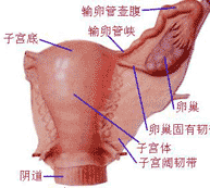 前庭大腺炎